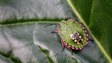 Wallpaper thumb: Green Vegetable Shield Bug
